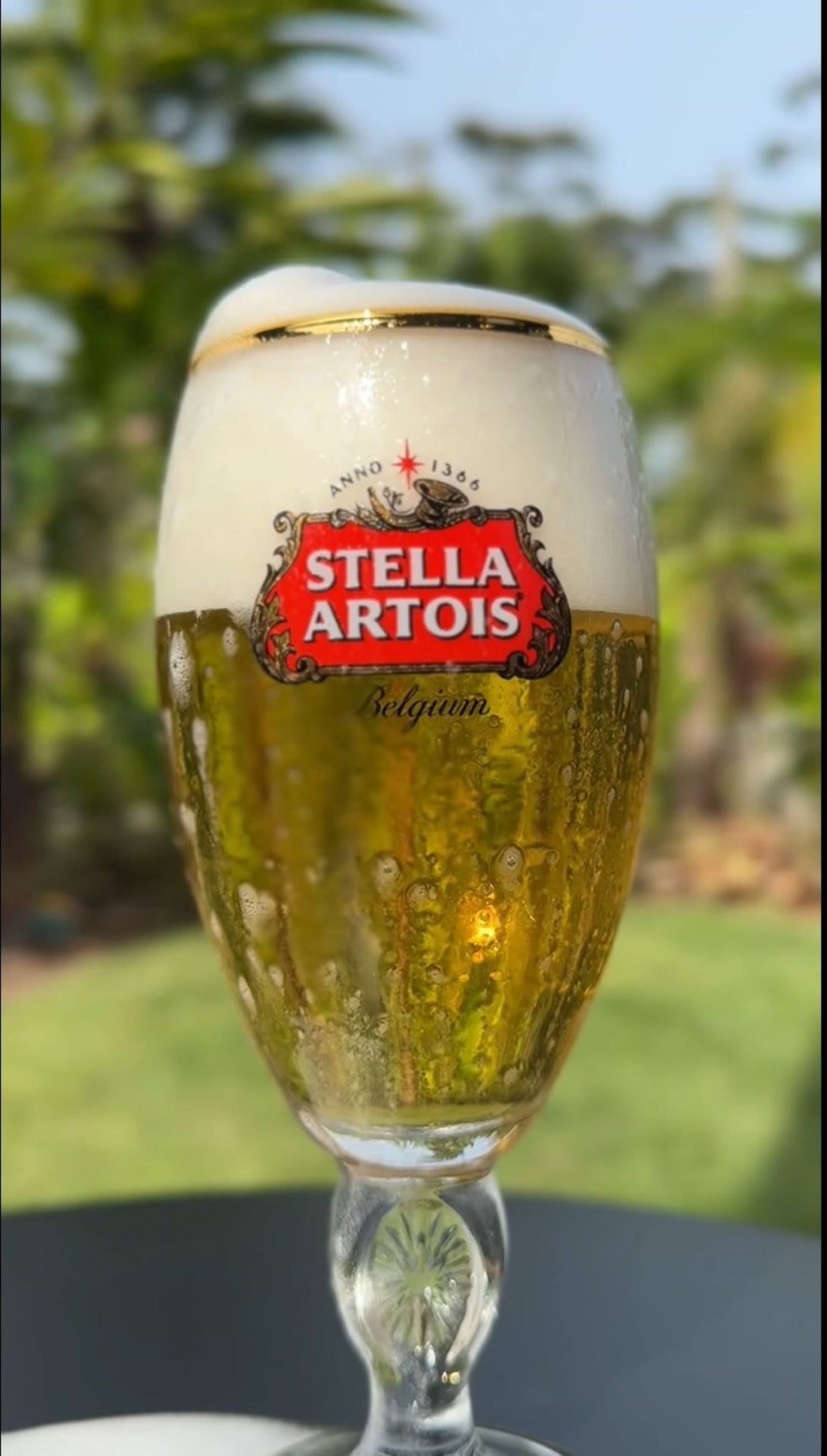 Jogo 6 Taças Cerveja Stella Artois 250ml Licenciado Ambev